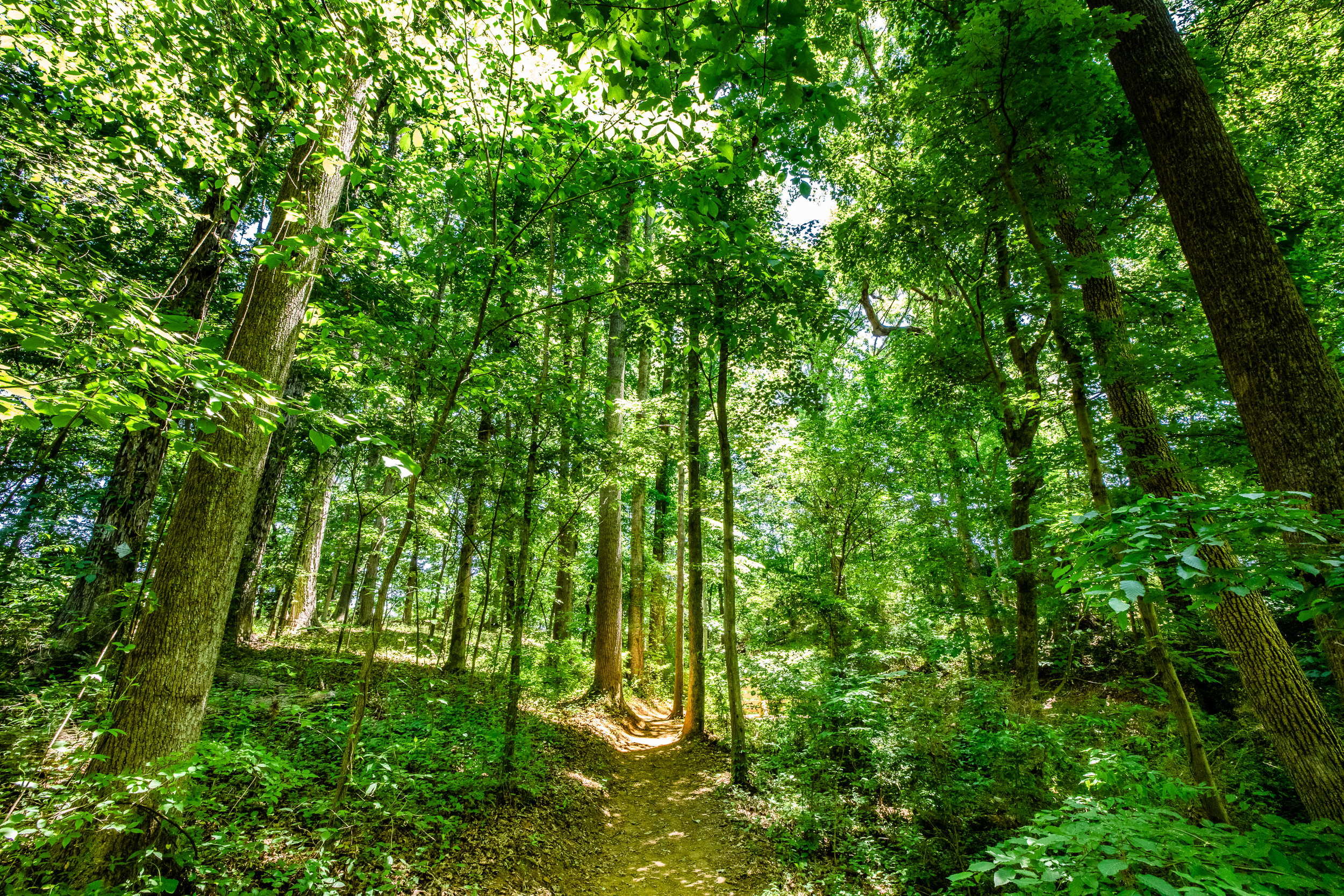 Scenic trail along Lake Wylie and Daniel Stowe Conservancy