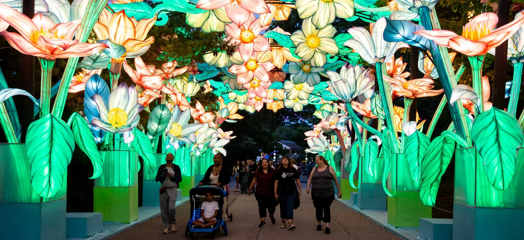 Chinese Lanterns in Belmont, Flowers